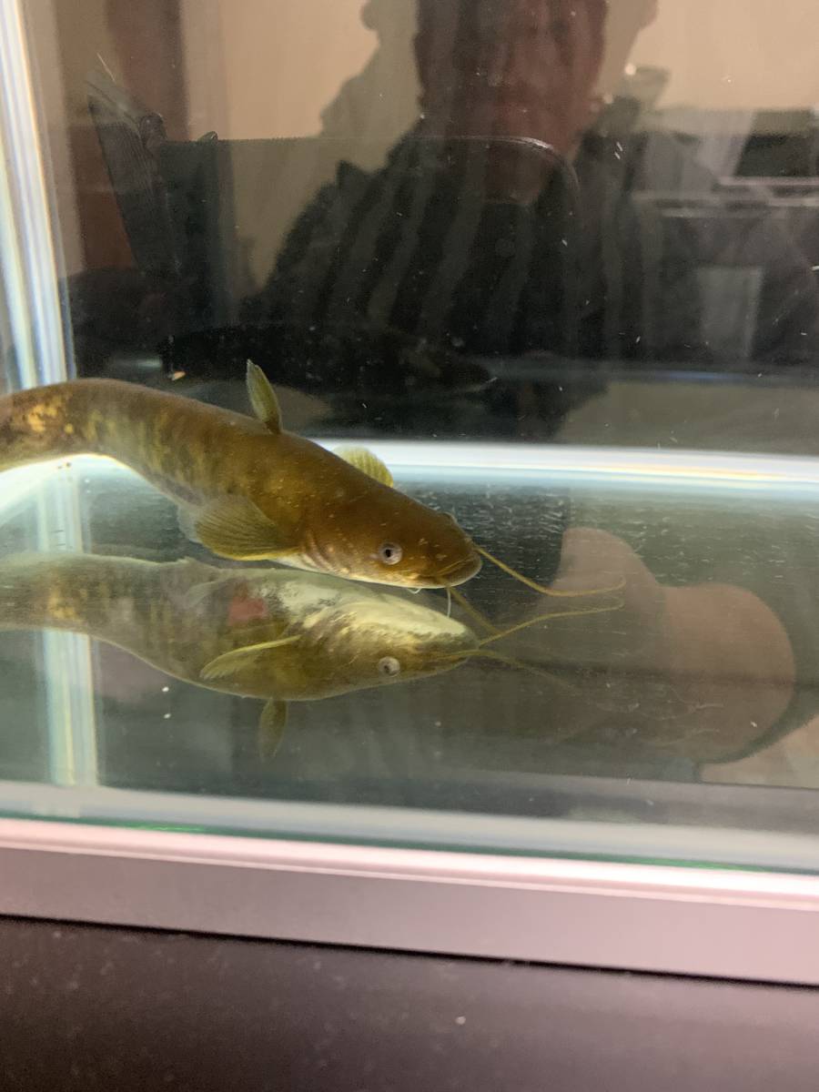 ビワコオオナマズ の落札情報詳細 ヤフオク落札価格情報 オークフリー スマートフォン版