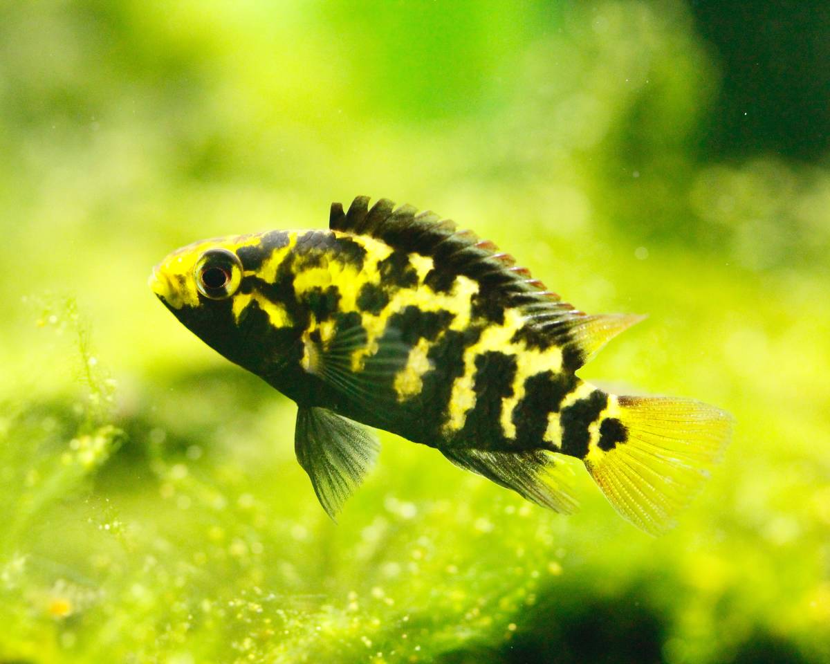 アピストグラマ　クランデリ　ギガス　クルア産　WF1 アピストグラマ クランデリ ギガス クルア産 WF1