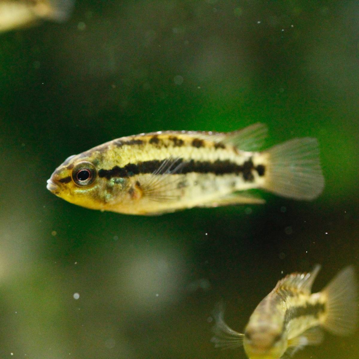 アピストグラマ クランデリ ギガス クルア産 WF1