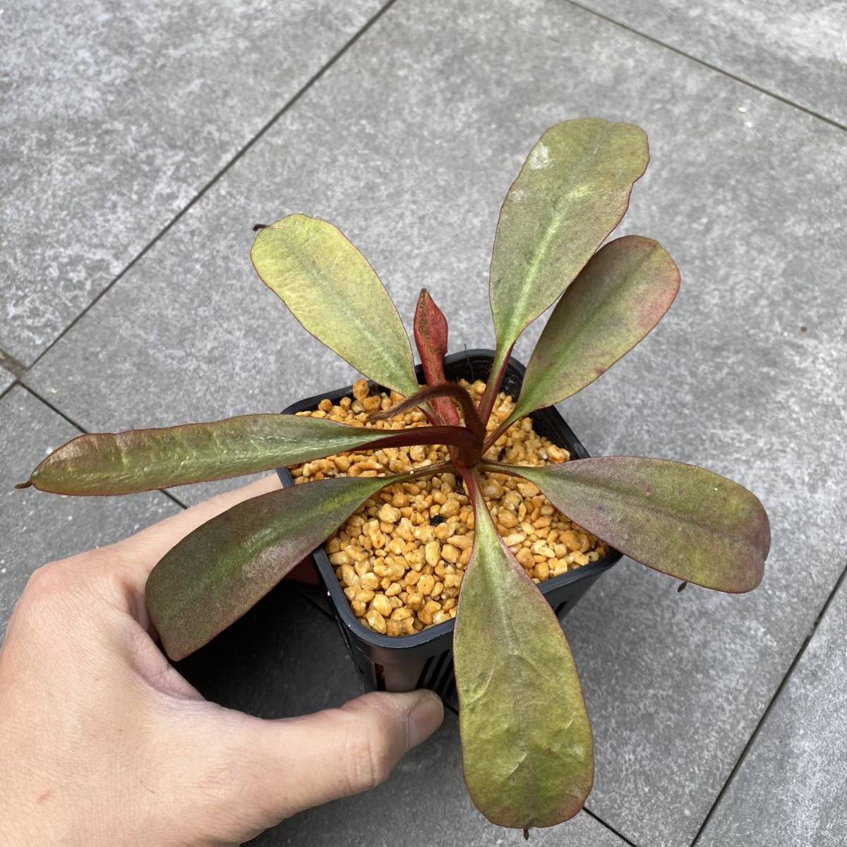 新品】Nepenthes peltata ウツボカズラ 食虫植物 ネペンテス の落札