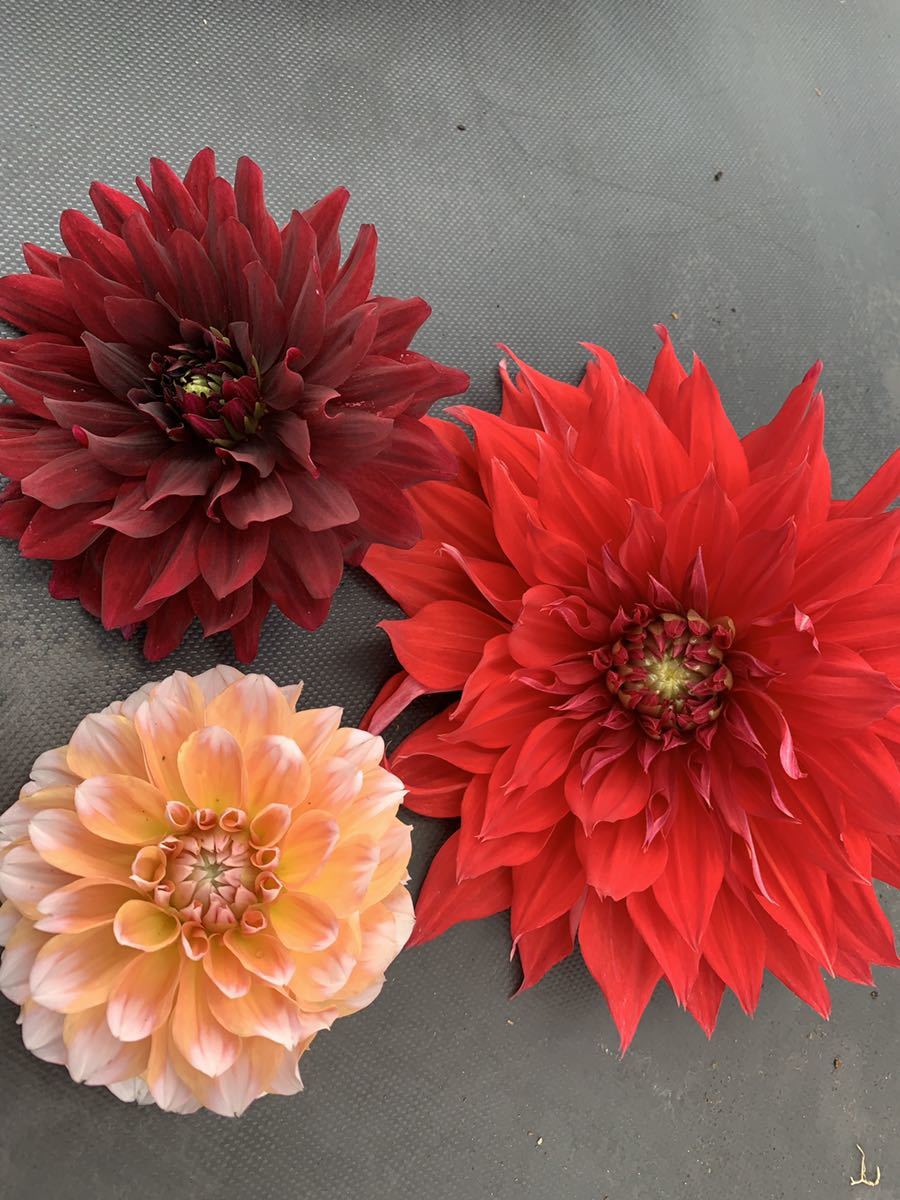 ダリア特選球根3種3球 黒蝶 ポートランドペアビューティー 赤陽 の落札情報詳細 ヤフオク落札価格情報 オークフリー スマートフォン版