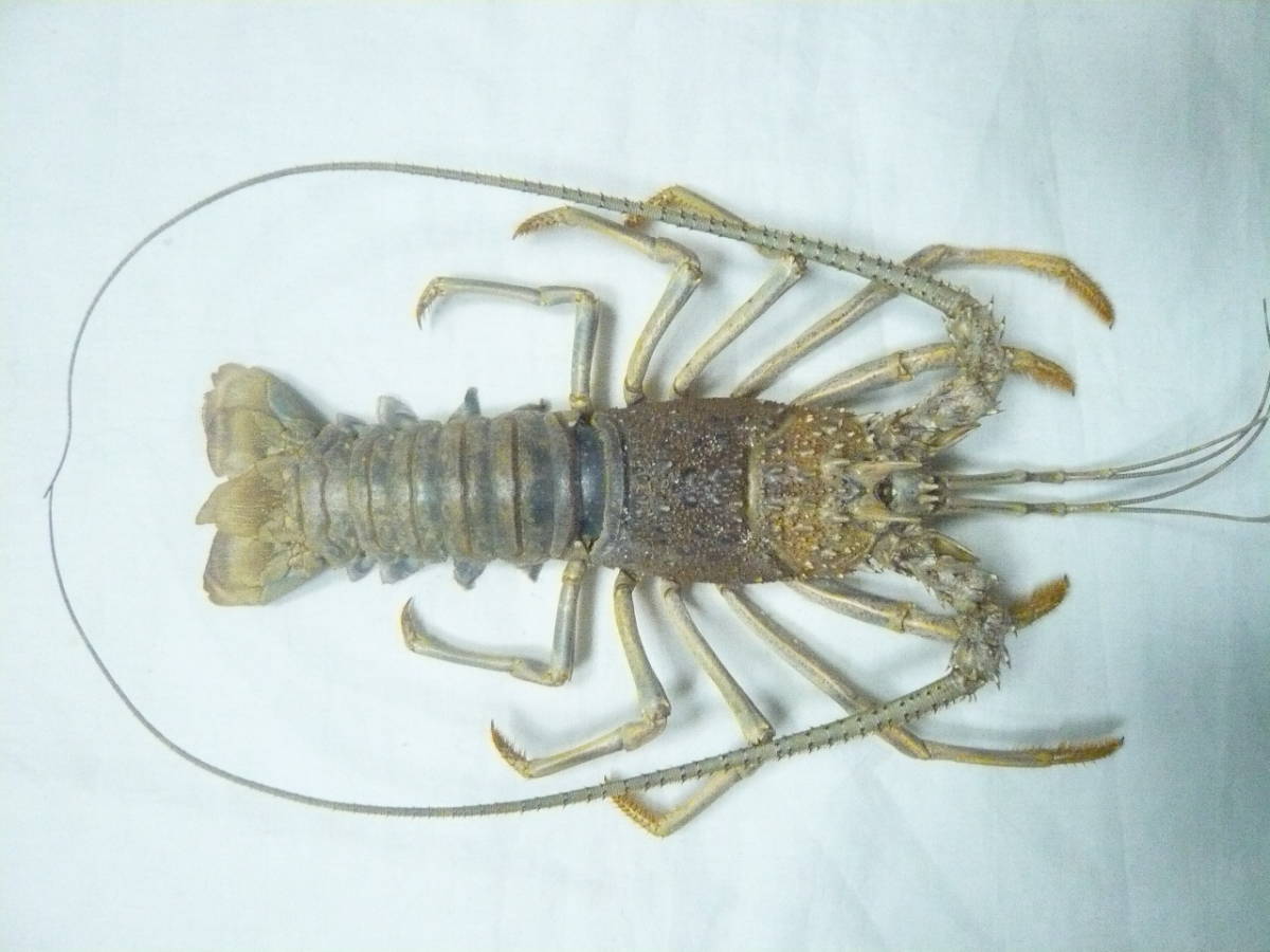 伊勢海老 剥製 イセエビの抜け殻から剥製を作ってみた | 魚道部！のブログ ～と