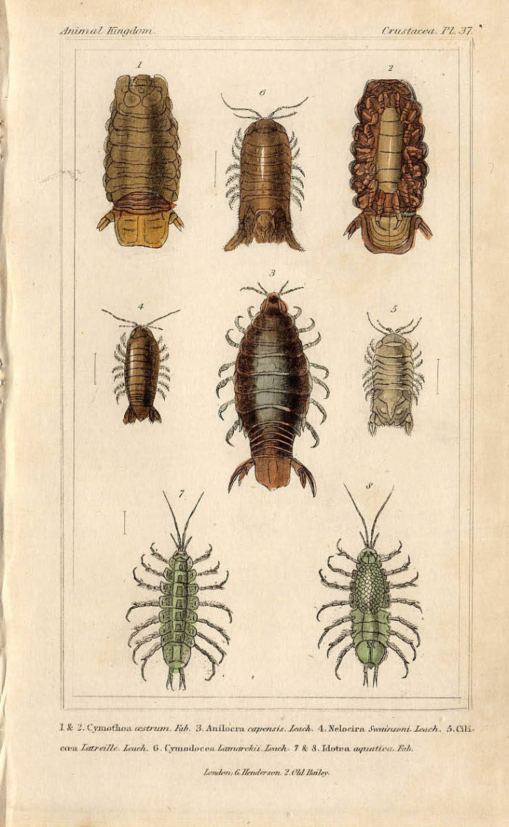 22 希少種 eurychlamys エリキュラミス カリフォルニア輸入 【公式通販】