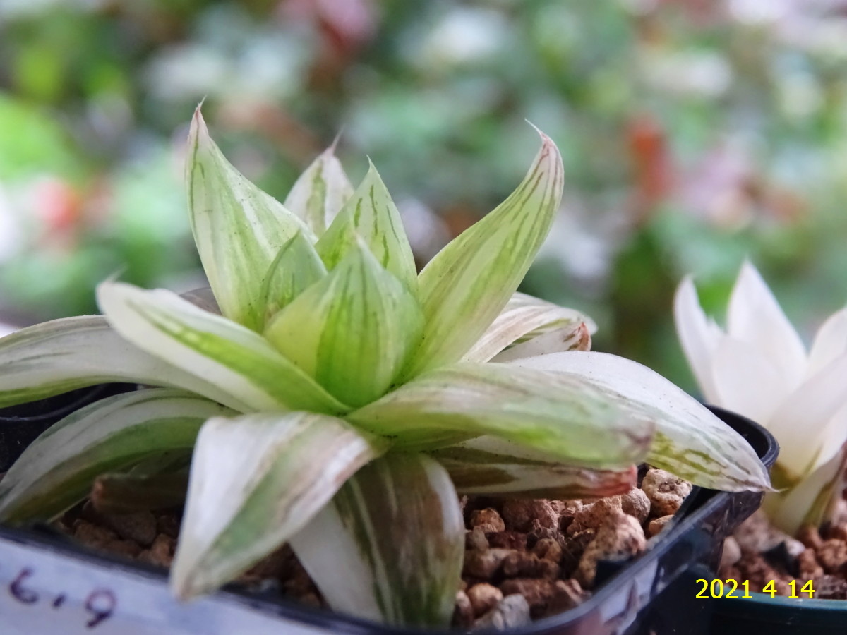 H619 多肉植物 ハオルチア 京の華錦 アガベ エケベリア コノフィツム ガステリア の落札情報詳細 ヤフオク落札価格情報 オークフリー スマートフォン版