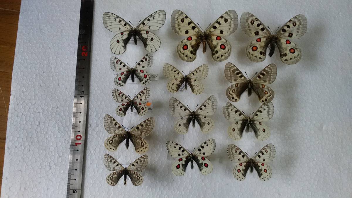 パルナシウス「5種」8頭 【公式通販】