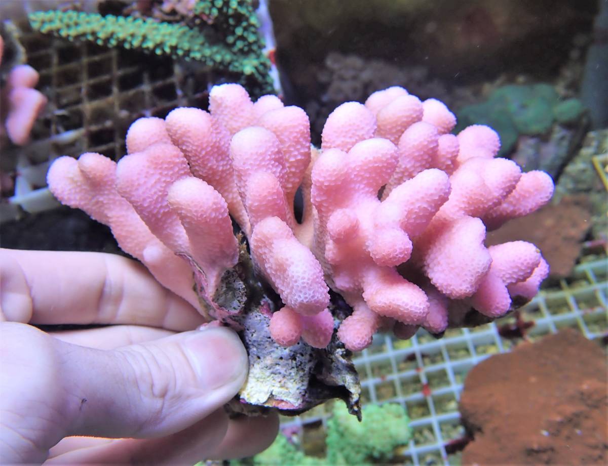 新品 Coral Sea Japan トンガ産 ショウガサンゴ ピンク ミドリイシ 別槽右中央列 の落札情報詳細 ヤフオク落札価格情報 オークフリー スマートフォン版 新品 Coral Sea Japan トンガ産 ショウガサンゴ ピンク ミドリイシ 別槽右中央列 の落札情報詳細 ヤフオク落札価格情報 オークフリー スマートフォン版