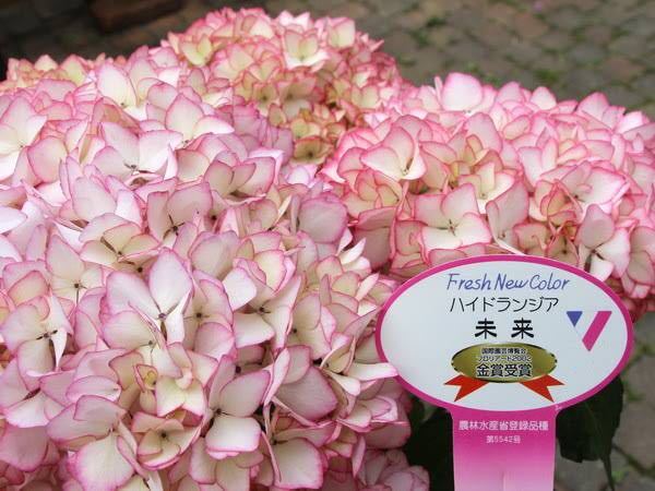 ハイドランジア 未来 紫陽花 ホワイト ピンク色 大株 谷田部園芸 の落札情報詳細 ヤフオク落札価格情報 オークフリー スマートフォン版