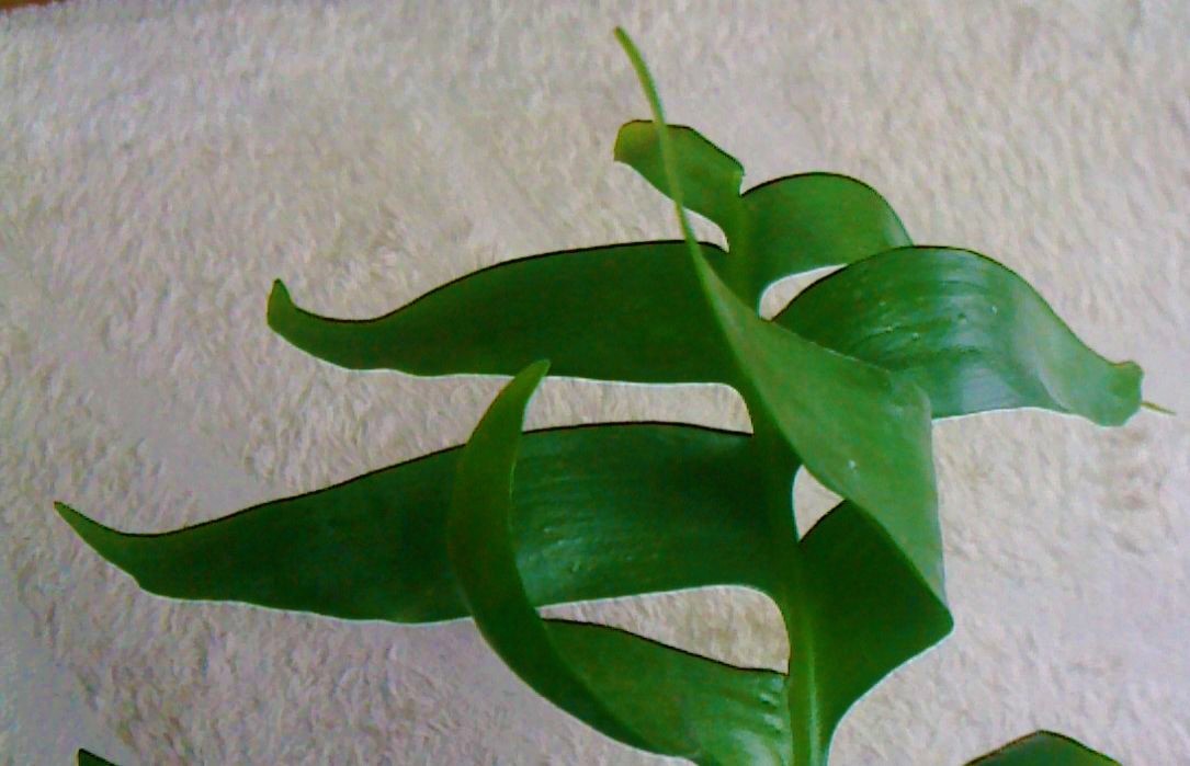 セレニケレウス クリソカルディウム 葉 挿し穂 レア品種 クジャクサボテン 孔雀サボテン 月下美人 の仲間 の落札情報詳細 ヤフオク落札価格情報 オークフリー スマートフォン版