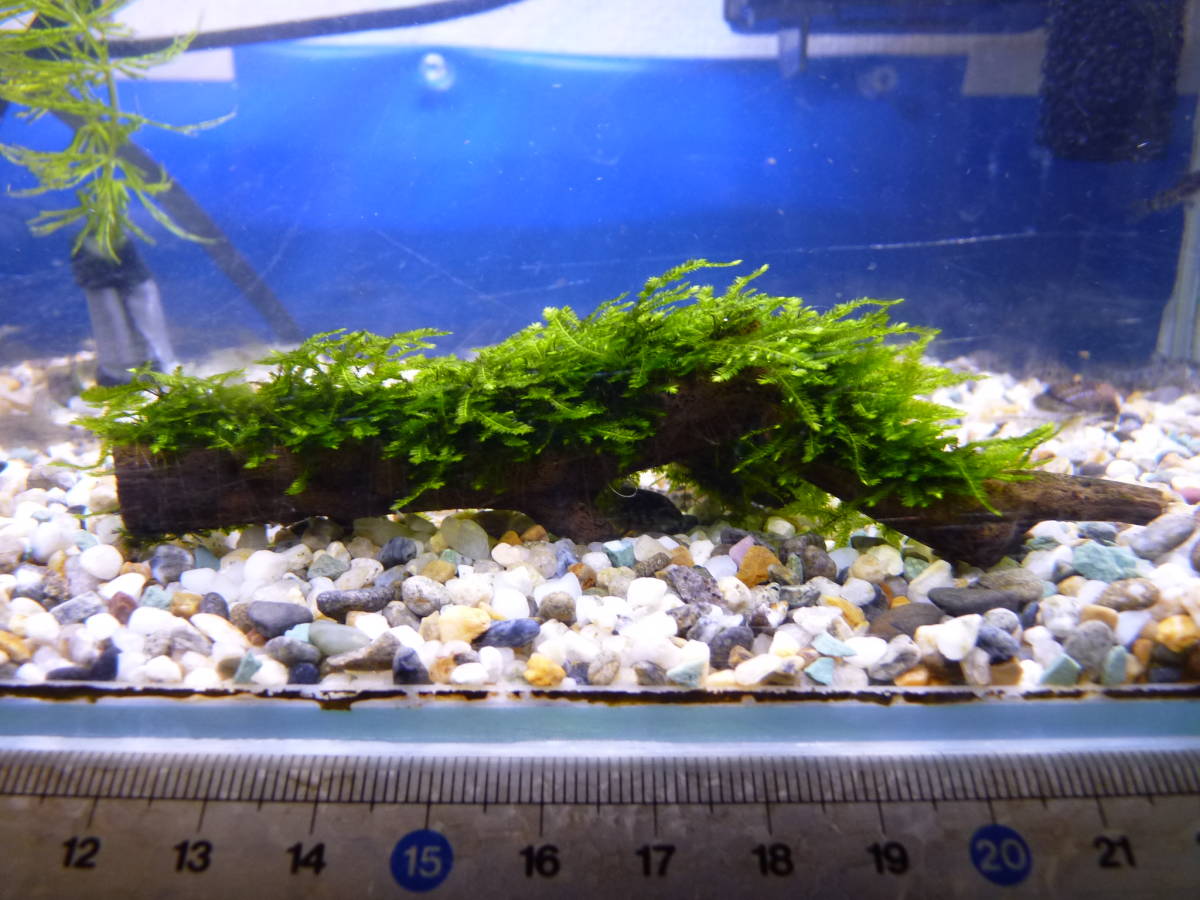 最近30日のコリドラス内カテゴリ オークション落札価格一覧2ページ目 オークフリー スマートフォン版