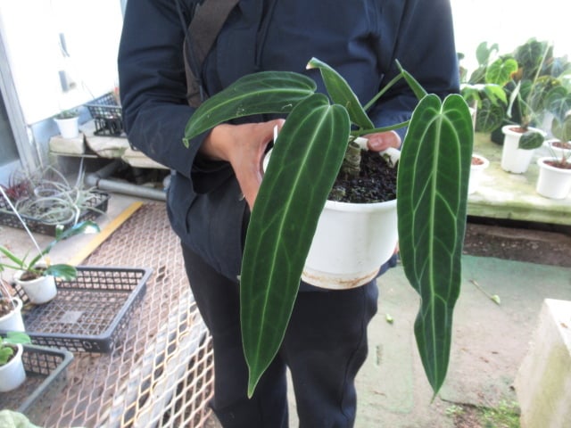 KN 1円！ アンスリューム ワロクアーナム`ナローダークフォーム