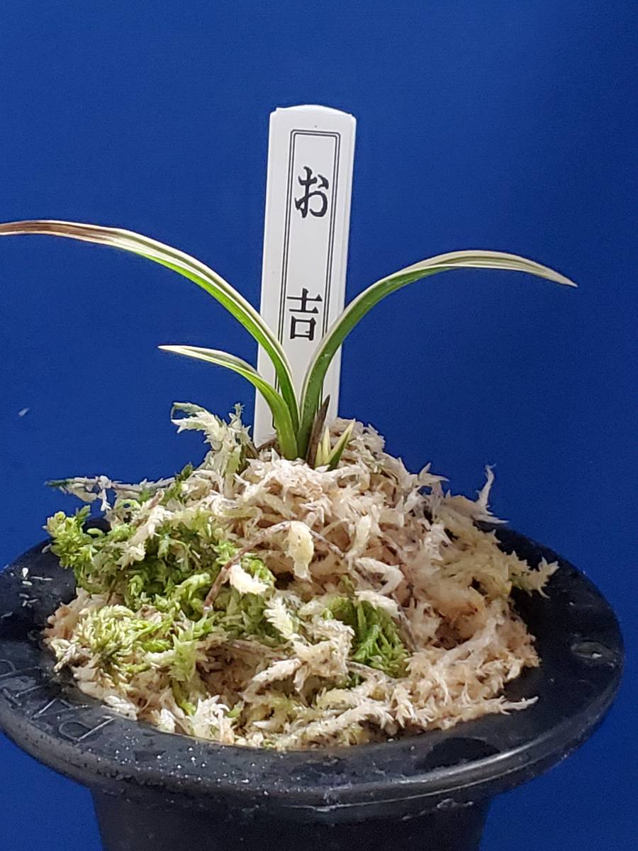 韓国春蘭★紫覆★ボヤ★紫花★6本 韓国春蘭☆紫覆☆ボヤ☆紫花☆6本 韓国春蘭☆紫