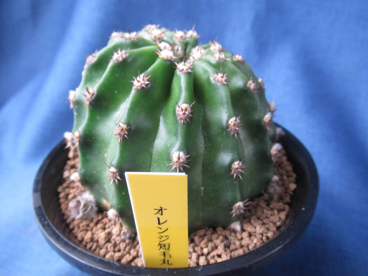 大勧め 花サボテン オレンジ短毛丸 植物 観葉植物 Vervebedford Co Uk