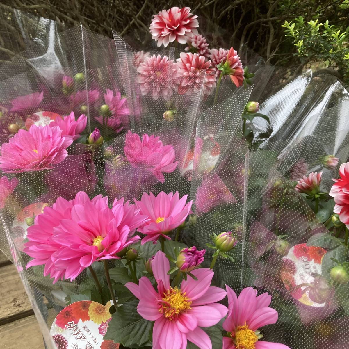 新品 プレミアムガーデニング ダリア マキシ ５号鉢ミックス ２鉢セット の落札情報詳細 ヤフオク落札価格情報 オークフリー スマートフォン版