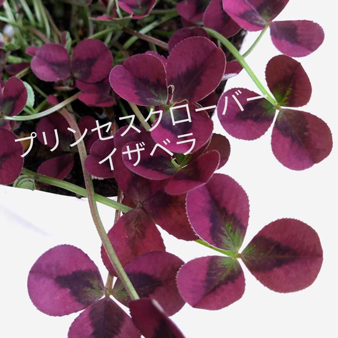 新品 プリンセスクローバー イザベラ グランドカバーに最適 多年草 の落札情報詳細 ヤフオク落札価格情報 オークフリー スマートフォン版