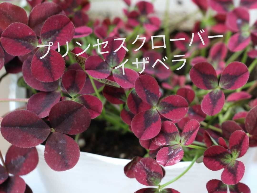 新品 プリンセスクローバー イザベラ グランドカバーに最適 多年草 の落札情報詳細 ヤフオク落札価格情報 オークフリー スマートフォン版