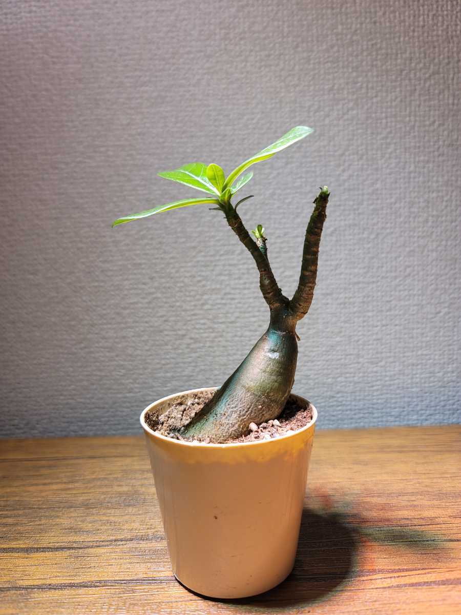 2 Adenium アデニウム ミックス撒き アラビカム ソコトラナム オベスム 塊根植物 コーデックス 多肉植物 パキポディウム Planet の落札情報詳細 ヤフオク落札価格情報 オークフリー スマートフォン版