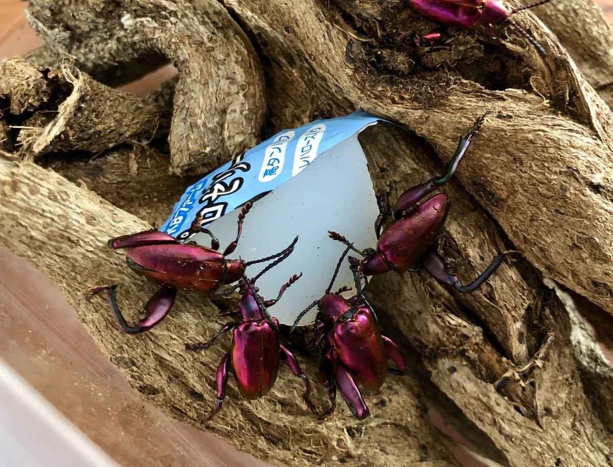 グレモラータポテトのレシピ