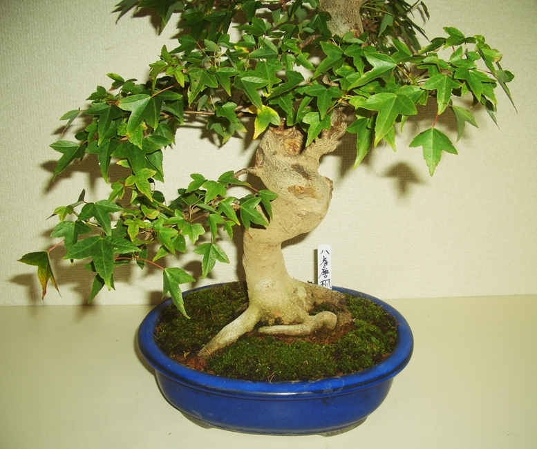 【売り切り】楓　盆栽　極太 盆栽 楓/盆栽、多肉植物、塊根植物、観葉植物通販/KIDORI -キドリ-