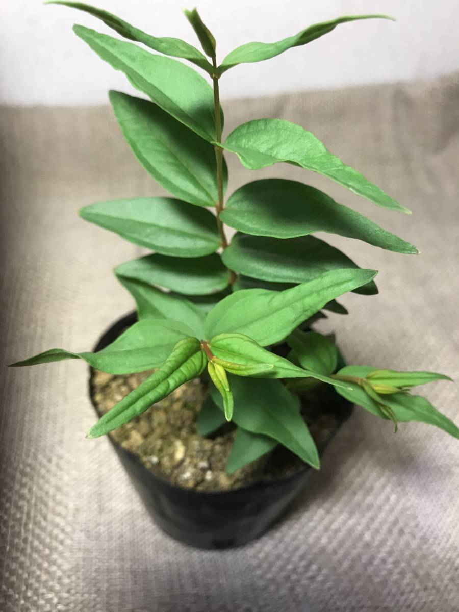 日本三大毒草 ドクウツギ Coriaria japonica 実生苗 3号ポット苗の落札
