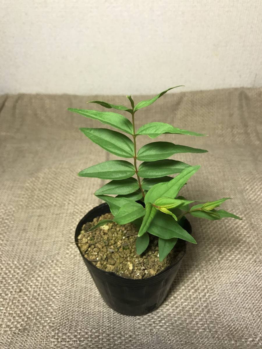 日本三大毒草 ドクウツギ Coriaria japonica 実生苗 3号ポット苗の落札