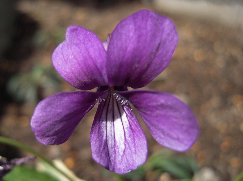 斑入り葉のスミレすみれ きれいな紫の花 蕾又は閉鎖花あり 1 の落札情報詳細 ヤフオク落札価格情報 オークフリー スマートフォン版