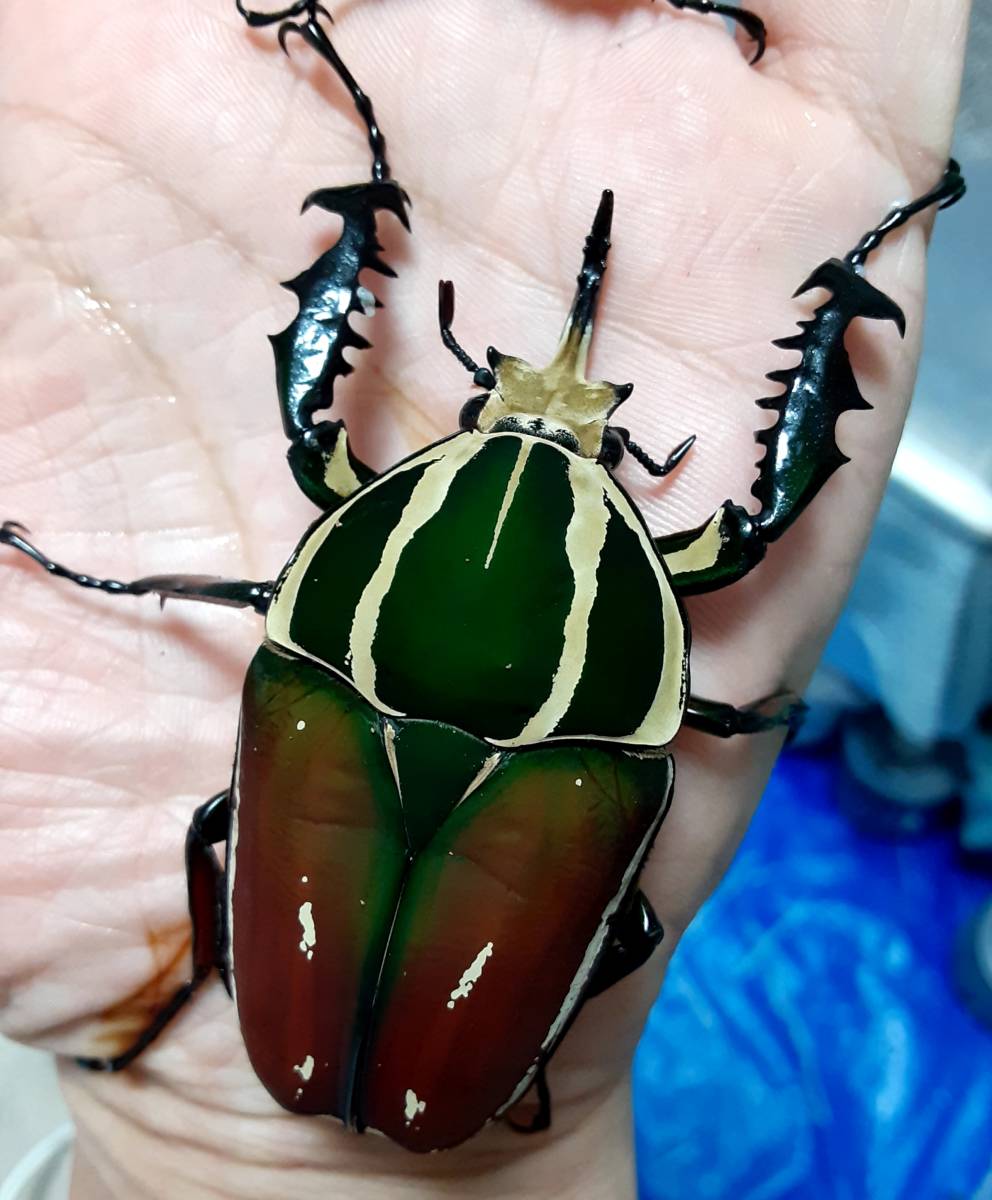 お得，新作】 ウガンデンシスオオツノカナブン ♂ ♀ ペア 発送日限定