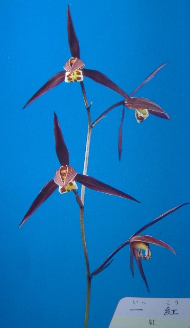 土佐寒蘭銘品『黒酔』中木3条　寒蘭　春蘭　東洋蘭 土佐寒蘭銘品『黒酔』中木3条 寒蘭 春蘭 東洋蘭 - メルカリ