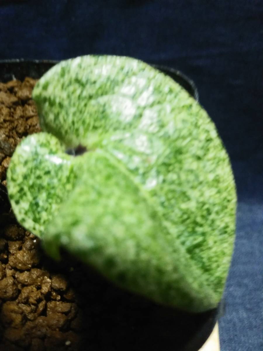 山野草 斑入り カンアオイ - | Yahoo!オークション タマノカンアオイ