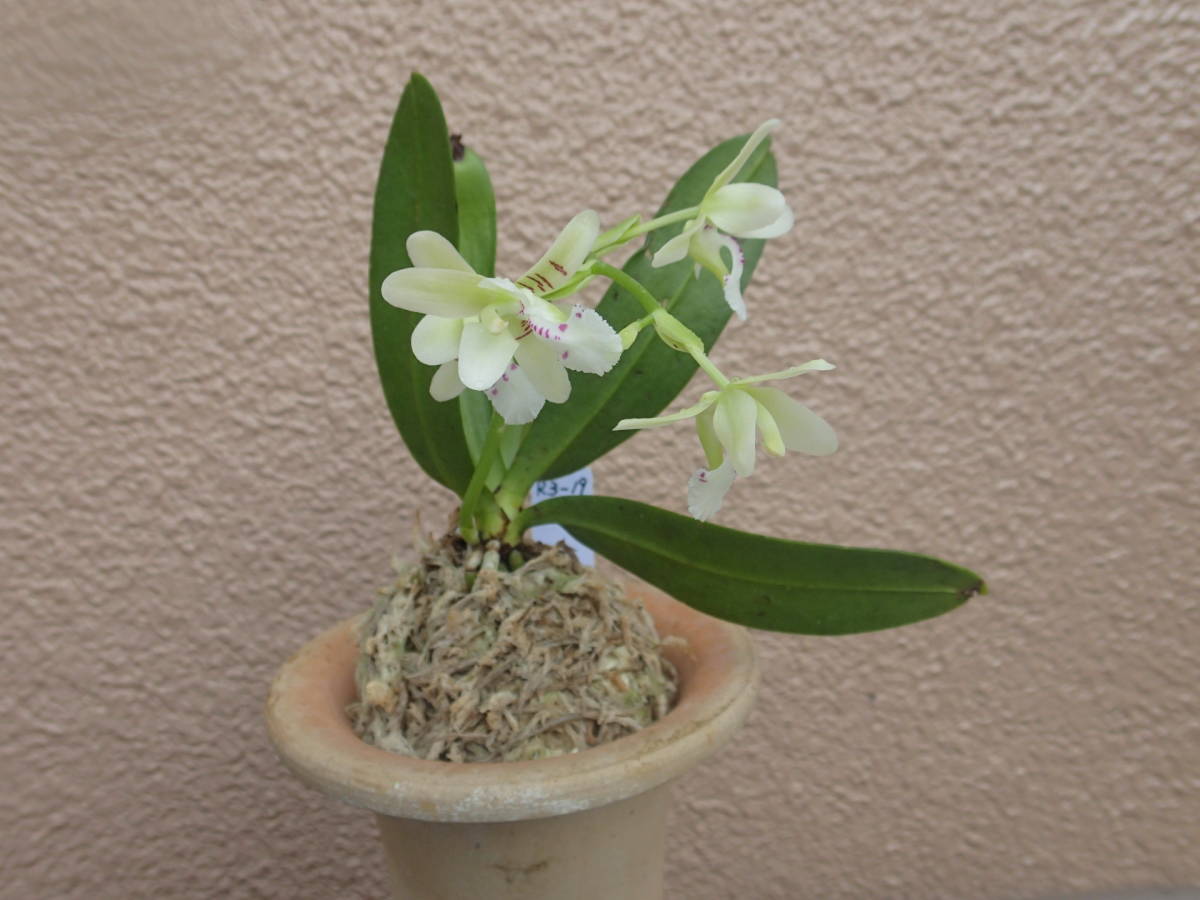 寒蘭 柄物 国宝 最上柄上木4本立ち 【春蘭・富貴蘭・寒蘭・山野草