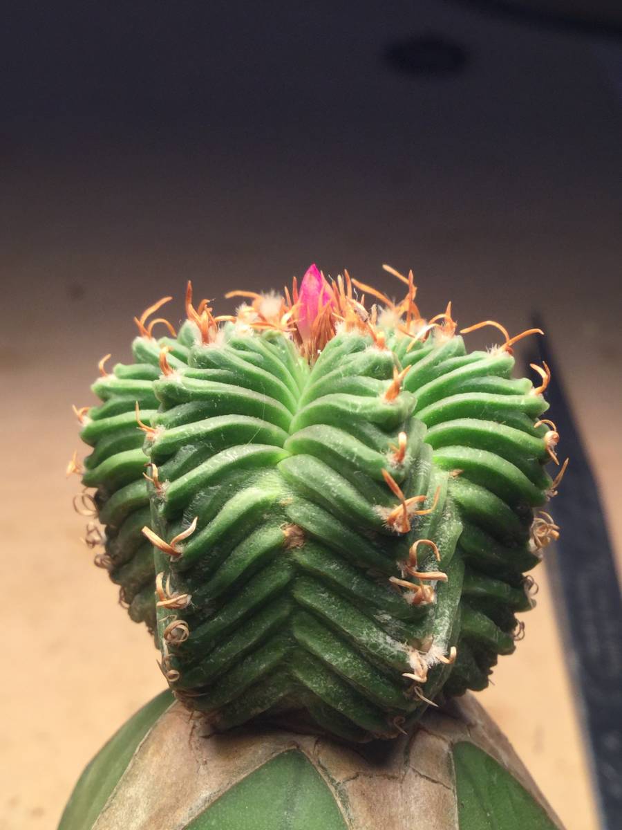 紅籠 【公式通販】