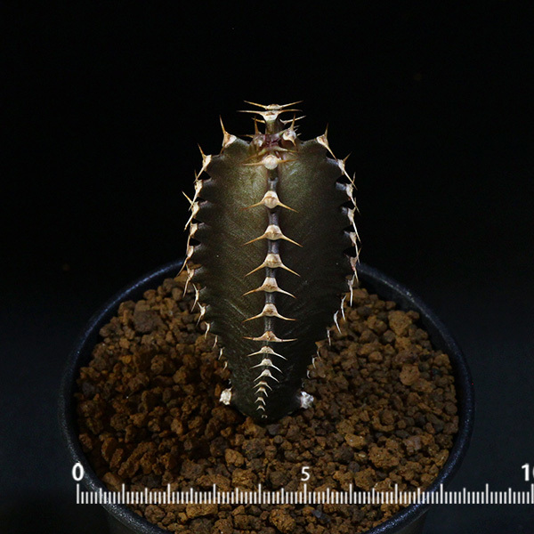 新品】【墨キリン】 カナリエンシス 3号 28 PP 【ユーフォルビア