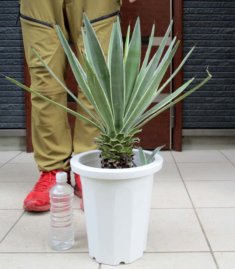 【現品】アガベ・アオノリュウゼツラン　8号　白鉢　（6） 現品】アガベ・アオノリュウゼツラン 8号 白鉢 （2） 現品