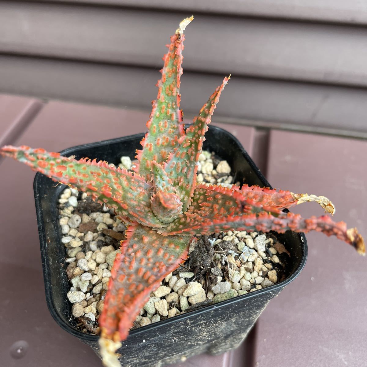 やや傷や汚れあり 詳細 アロエ フラミンゴ 葉に散りばめられた赤い突起が綺麗 多肉植物 サボテン 紅葉 の落札情報詳細 ヤフオク落札価格情報 オークフリー スマートフォン版