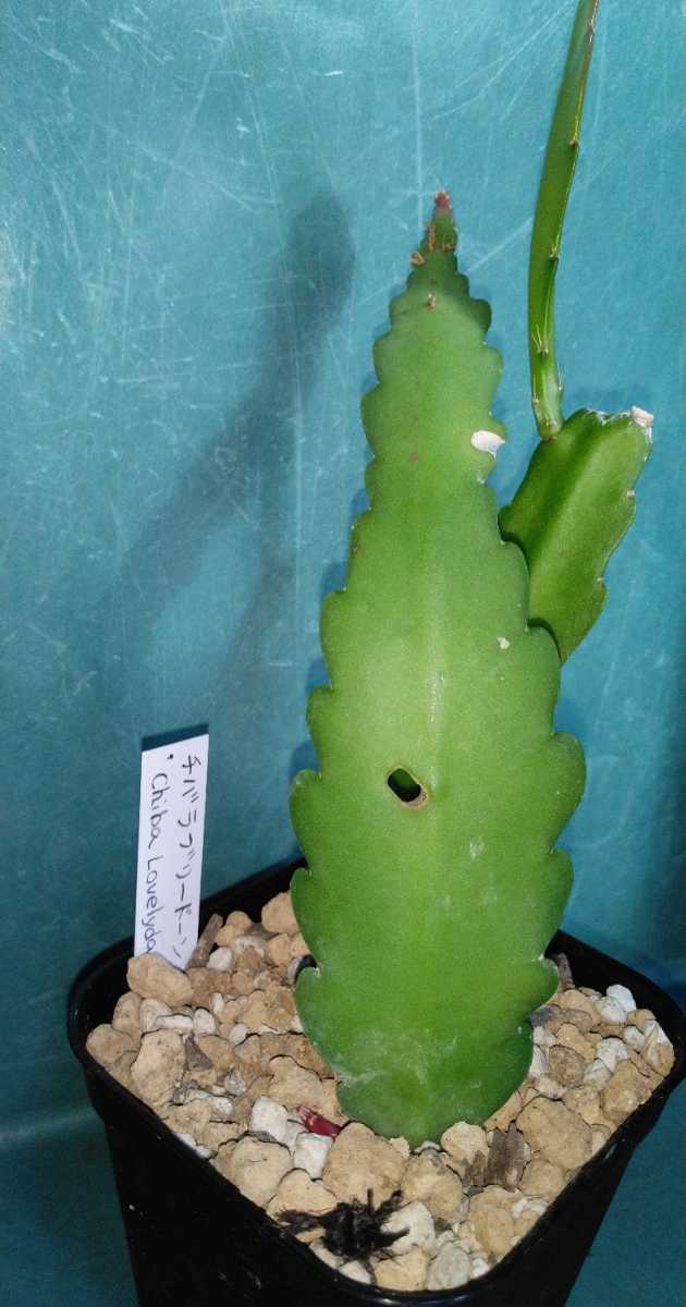 限定販売 クジャクサボテン 挿し木 苗 df3 即納分あり Pn Batam Go Id