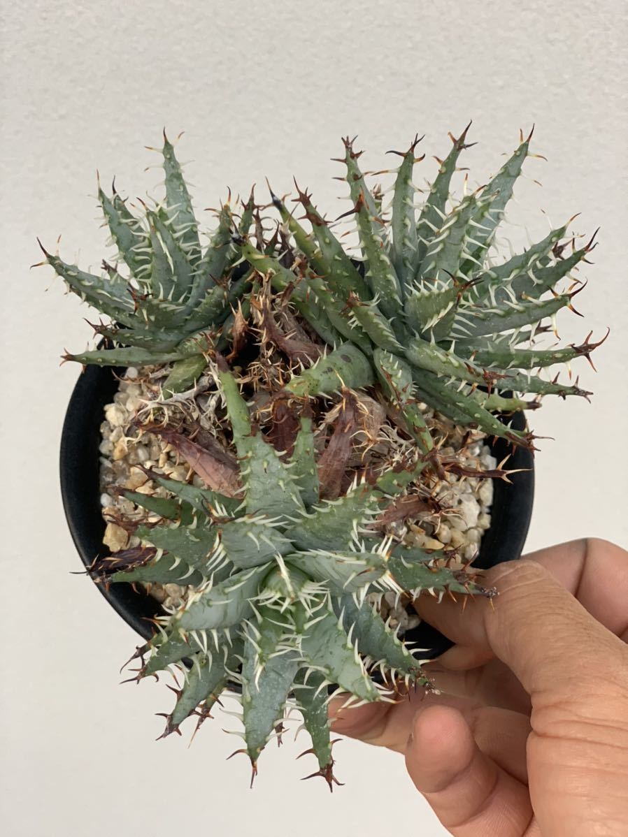 やや傷や汚れあり アロエ エリナケア 3頭 Aloe Erinacea の落札情報詳細 ヤフオク落札価格情報 オークフリー スマートフォン版