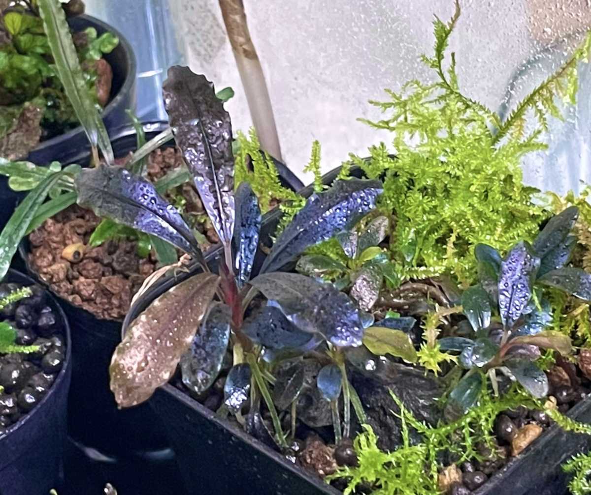 Bucephalandra sp. Ghost Kalimantan ③ Bucephalandra sp.Ghost kalimantan