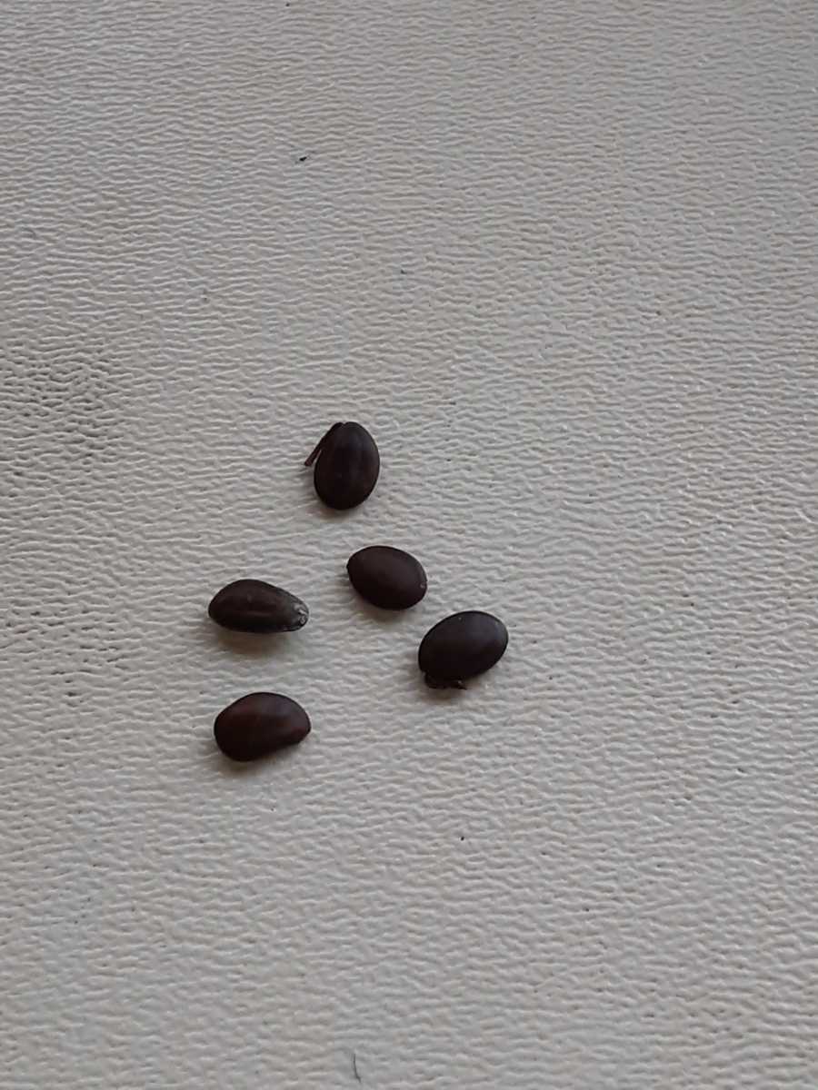 Acacia Confusa 種子 25粒+