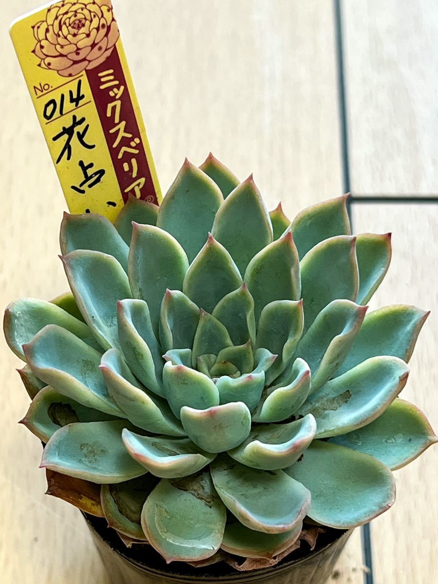 おらいさん苗 ミックスベリア 010 青鬼 (検 そわそわ ざわわ 青札