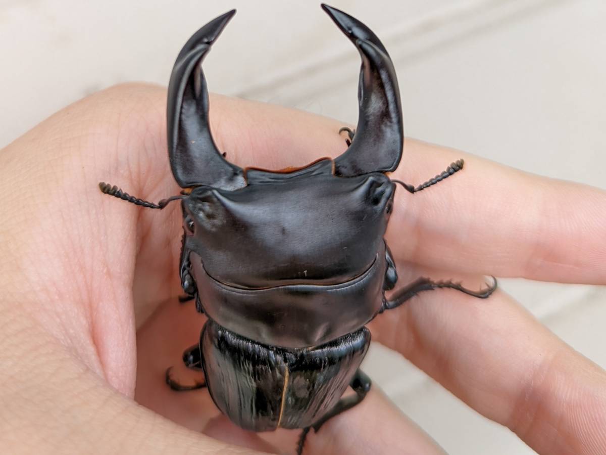 ☆　美系　北峰産ＰＡ　☆ モデリスタ アルファード 30後期用 エアロキットＢ D2531-57210-Ａ0