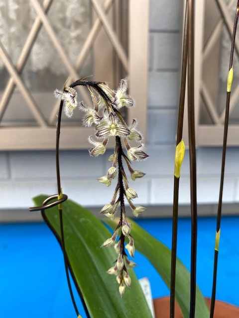 ☆洋蘭☆原種☆Bulb. lindleyanum 'Hamatora' BM/JOGA☆リンドレヤナム