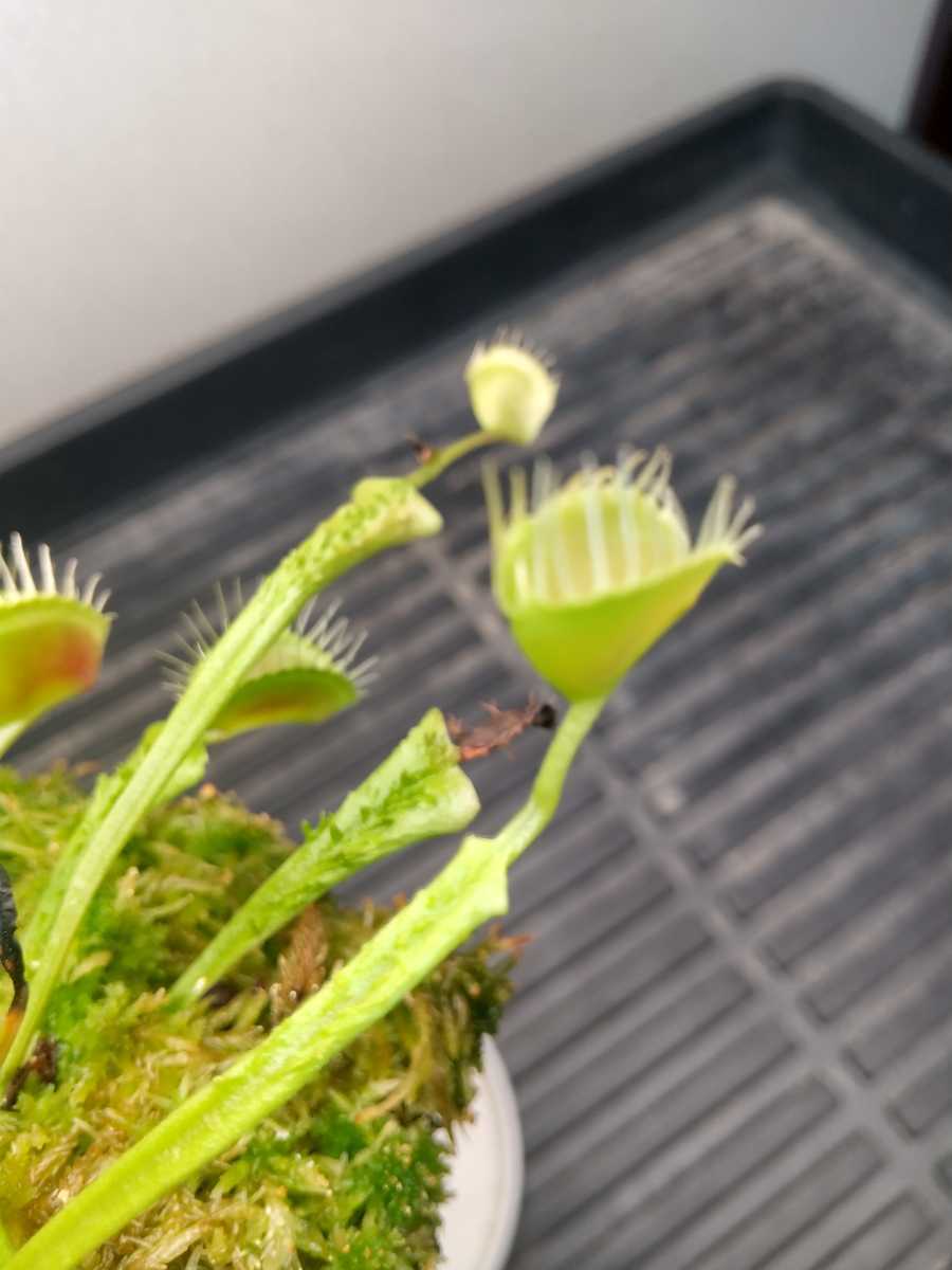 人気スポー新作 Dionaea Muscipula p Clone Aka Galaxy ハエトリソウ ディオネア 食虫植物 2 Nakatu Ee