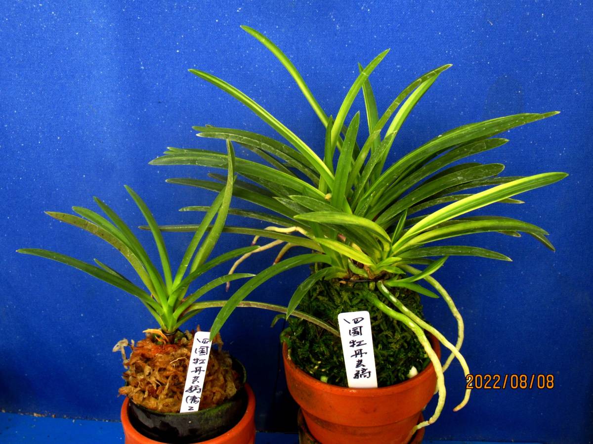 富貴蘭 天波留(天紅梅白牡丹芸総ルビー根)