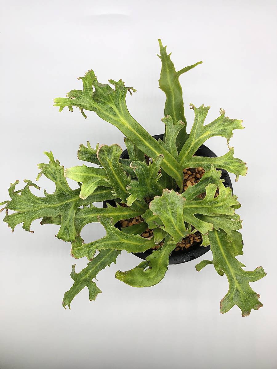 観葉植物 孔雀丸 獅子ヒトツバ