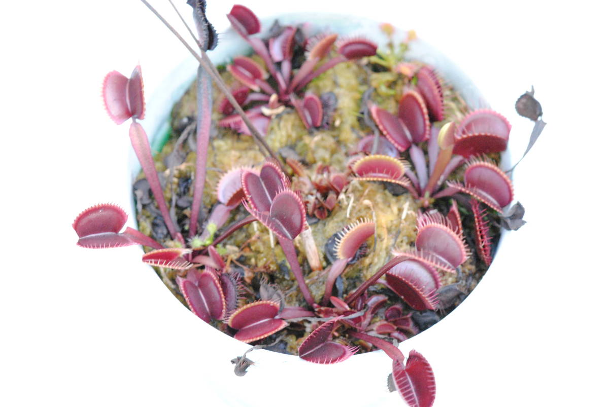 春及園 昭和8年 秋期園芸案内 非売品 検 戦前山野草史料 鈴木吉五郎 ヒナチドリ 食虫植物 ディオネア Iieg Gob Mx