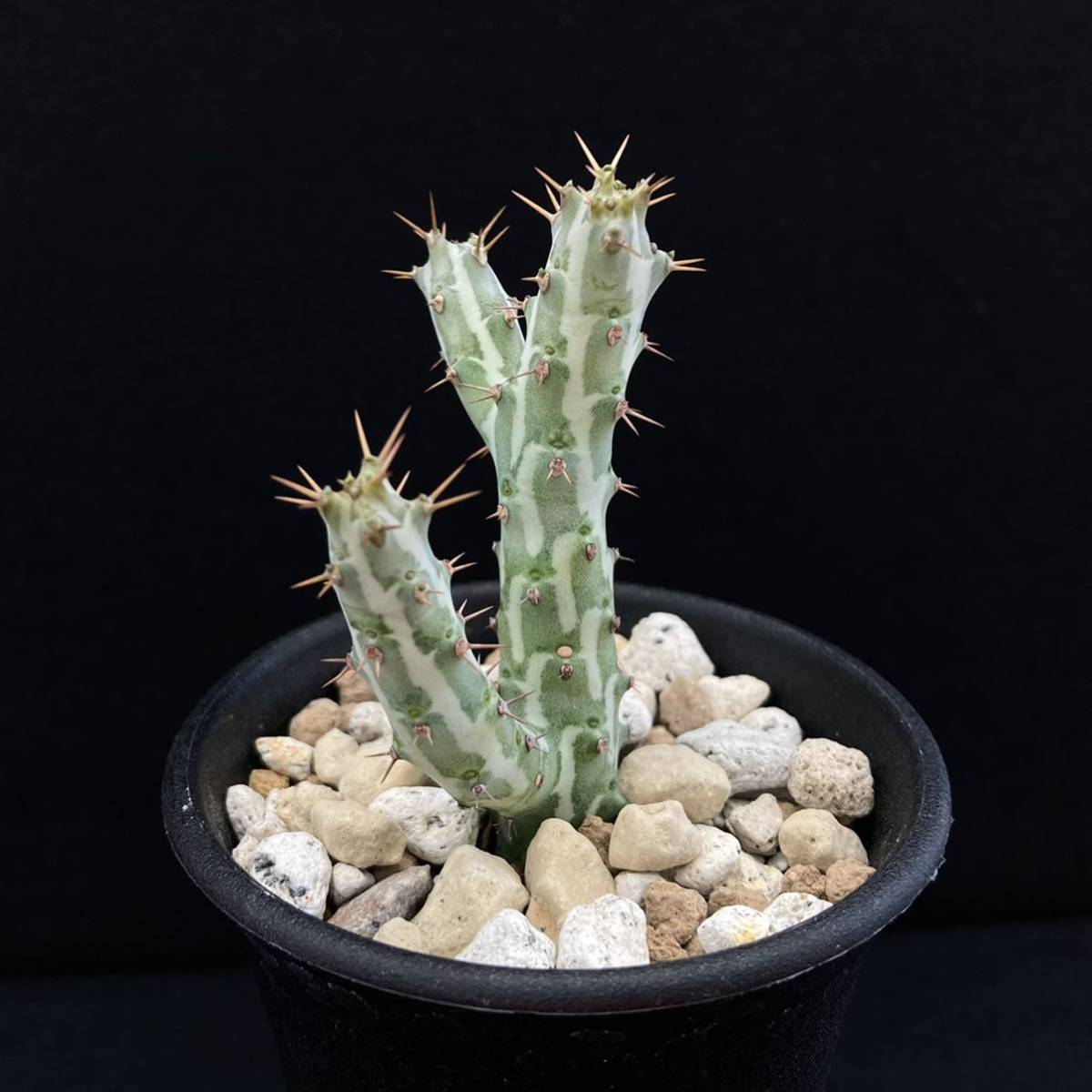 ユーフォルビア ホーウッディ 綴化 多肉植物 サボテン