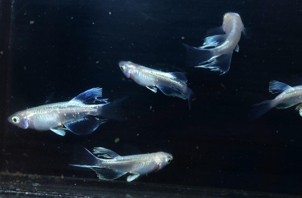 メダカ Sみゆきリアルロングフィン　ヘテロペアー メダカ Sみゆきリアルロングフィン ヘテロペアー