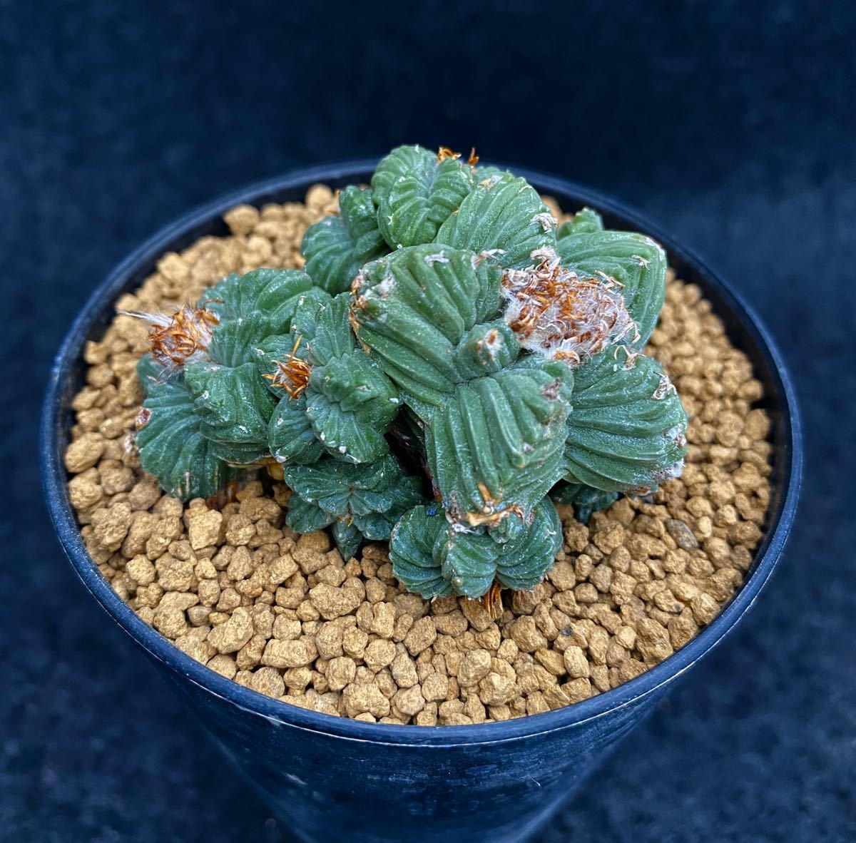 サボテン　Aztekium valdezii  紅籠　山木 サボテン 紅籠・Aztekium valdezii - 植物日誌