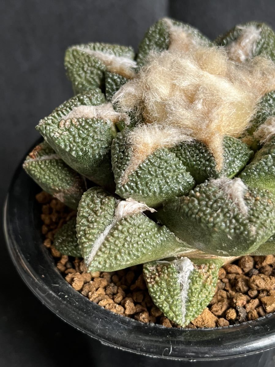 Ariocarpus fissuratusGodzilla 希少亀甲牡丹 ゴジラ 【公式通販】