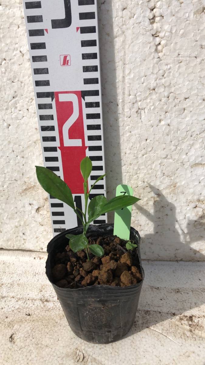 日立 電動ハンマ PH-10F ハンドル付 ハツリ