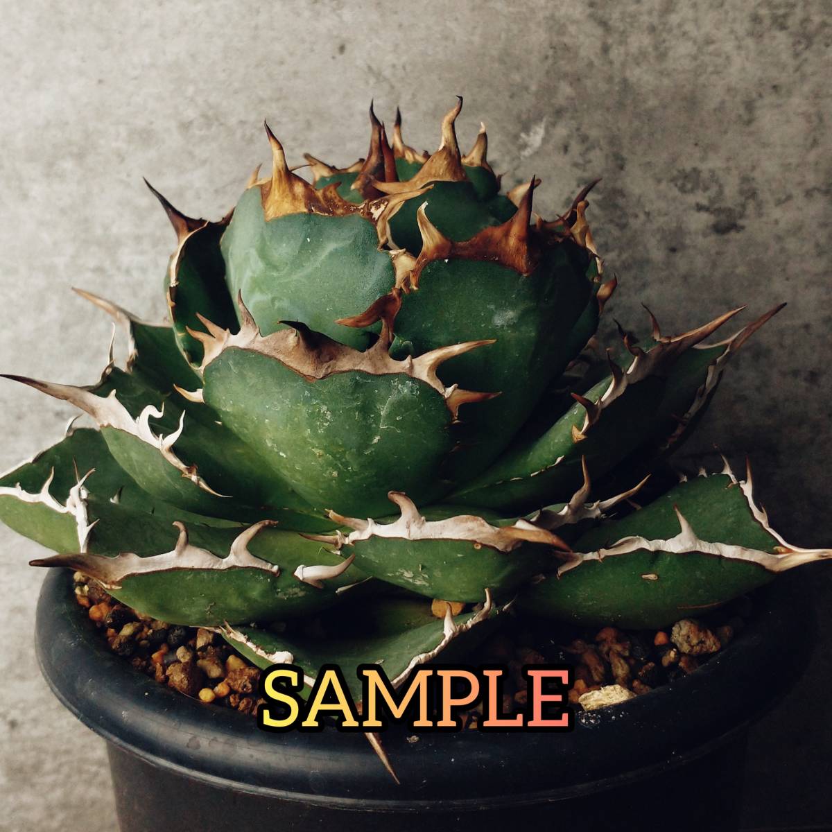 アガベ agave titanota 'creep' a.k.a. 'beast' agave titanota 'creep' a.k.a. 'beast' - メルカリ